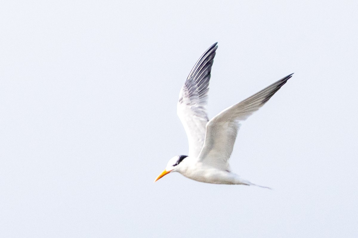 Royal Tern - ML509717731