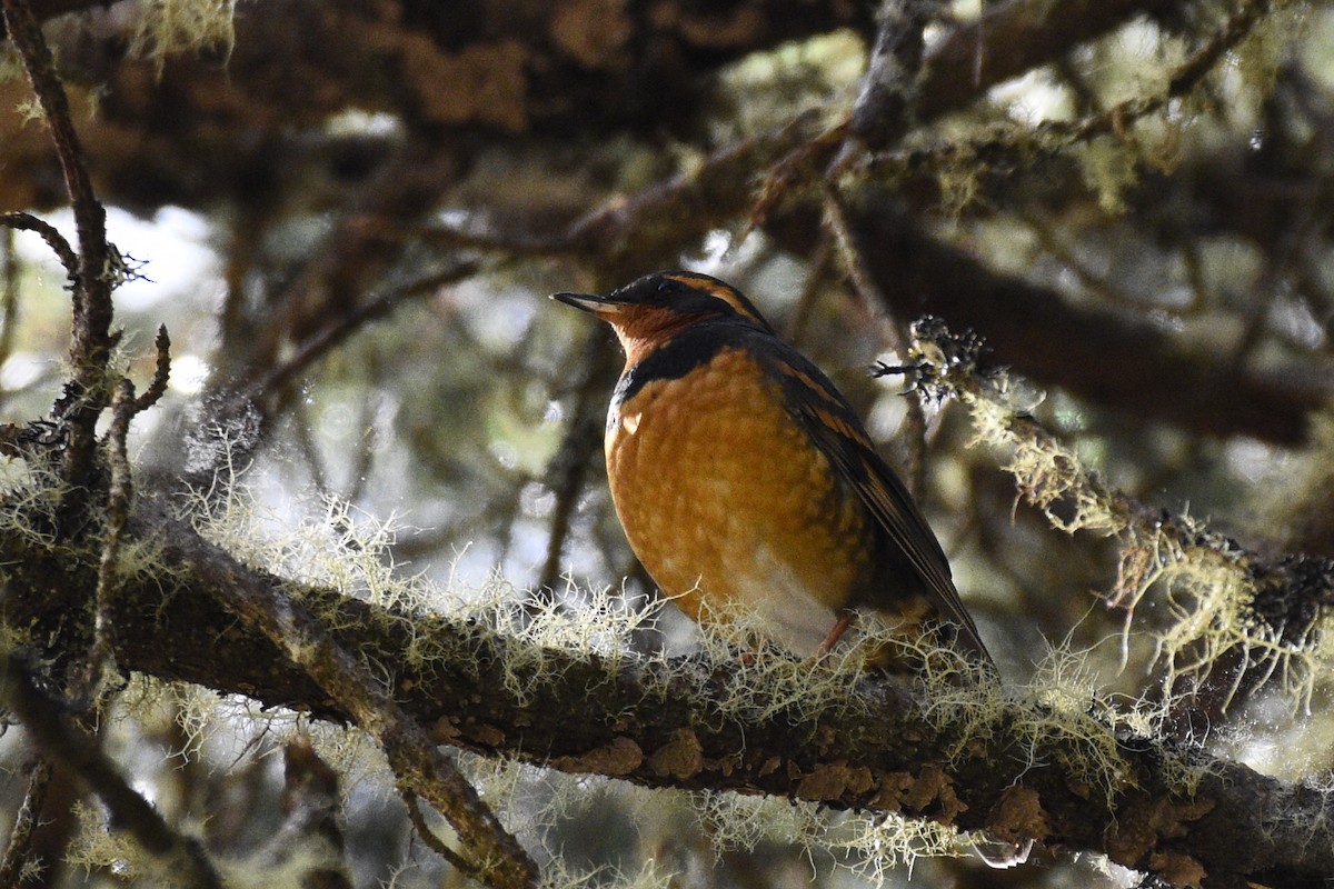 Varied Thrush - ML50971781