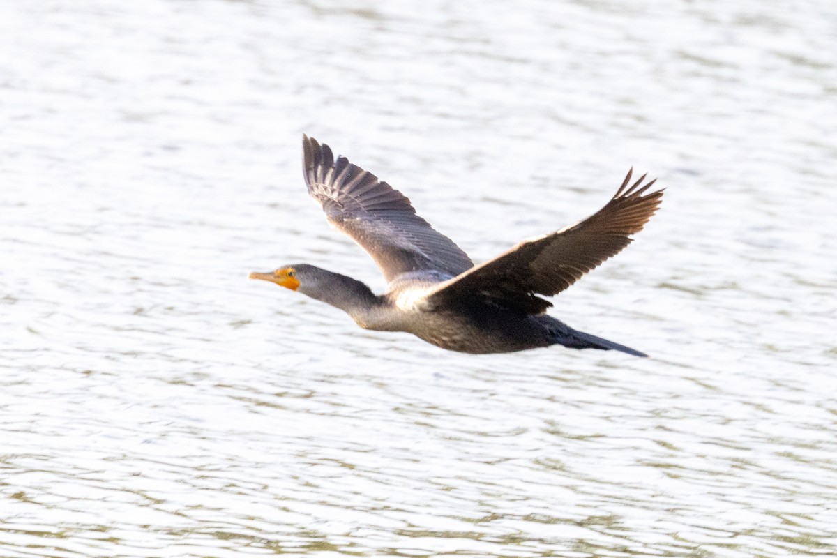 Double-crested Cormorant - ML509717841