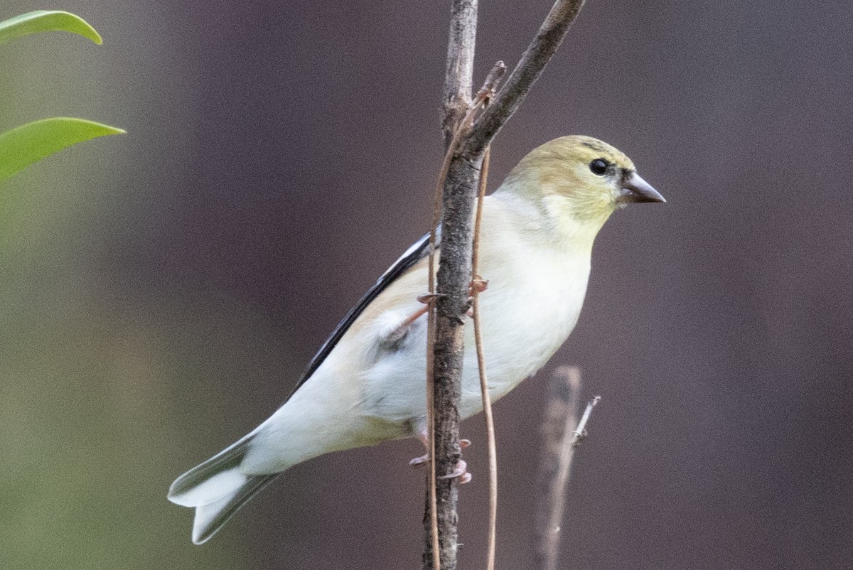 American Goldfinch - ML509718031