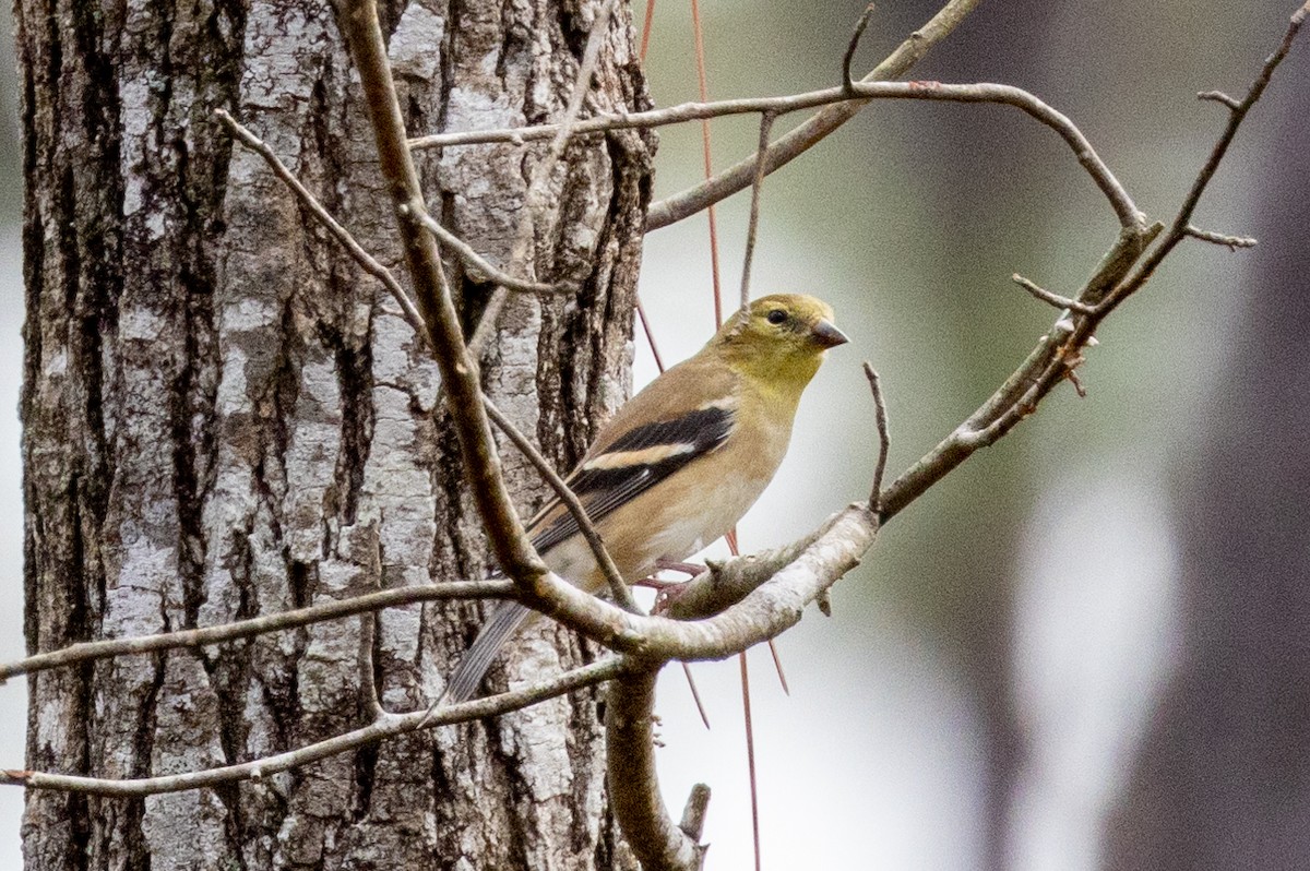 American Goldfinch - ML509718041