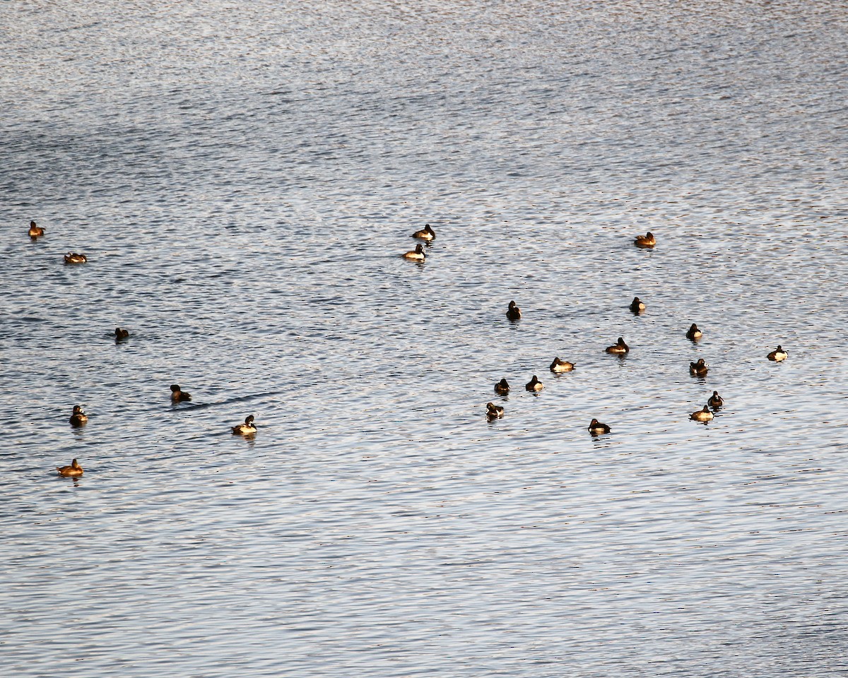 Ring-necked Duck - ML509718421