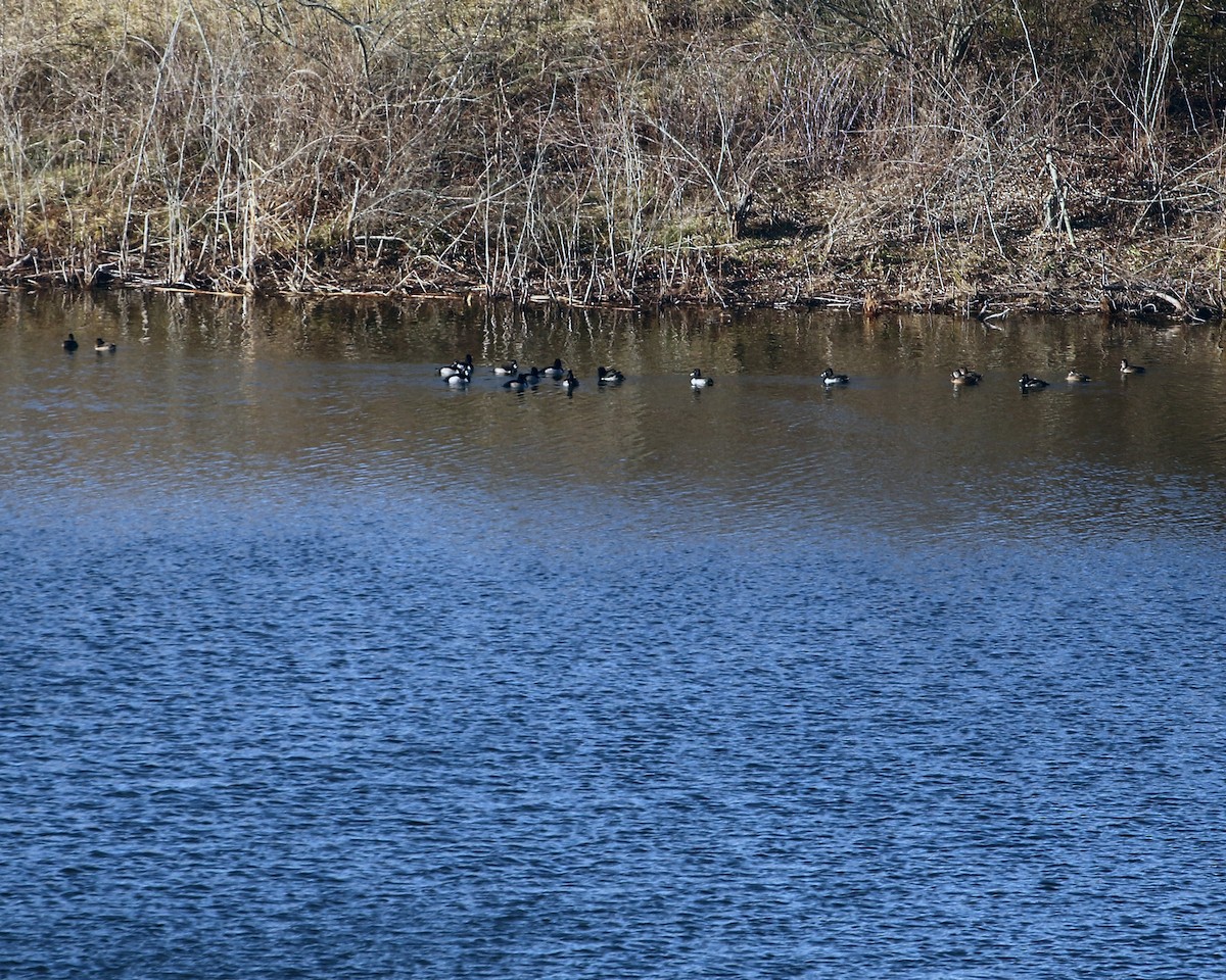 Ring-necked Duck - ML509718581