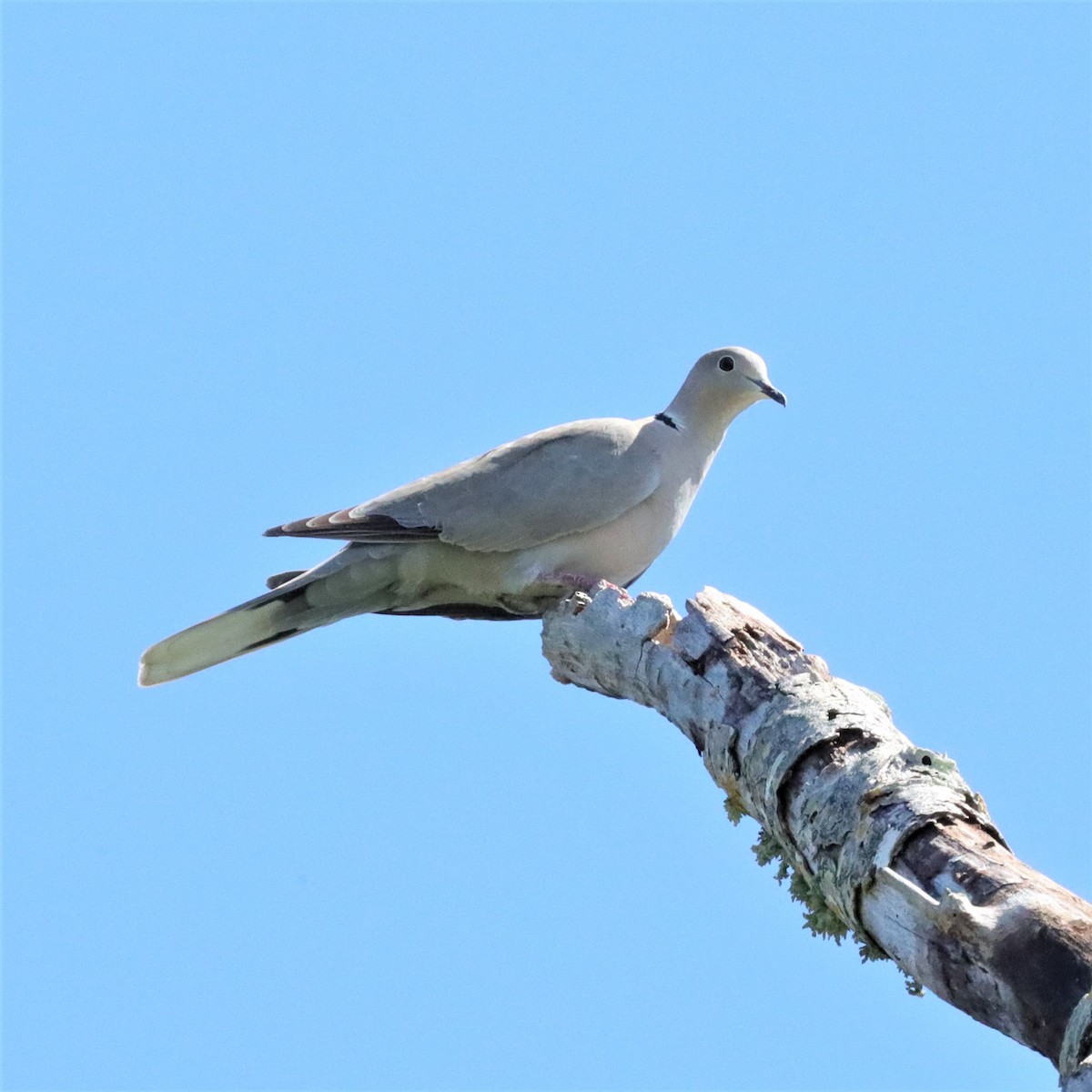 Eurasian Collared-Dove - ML509719731