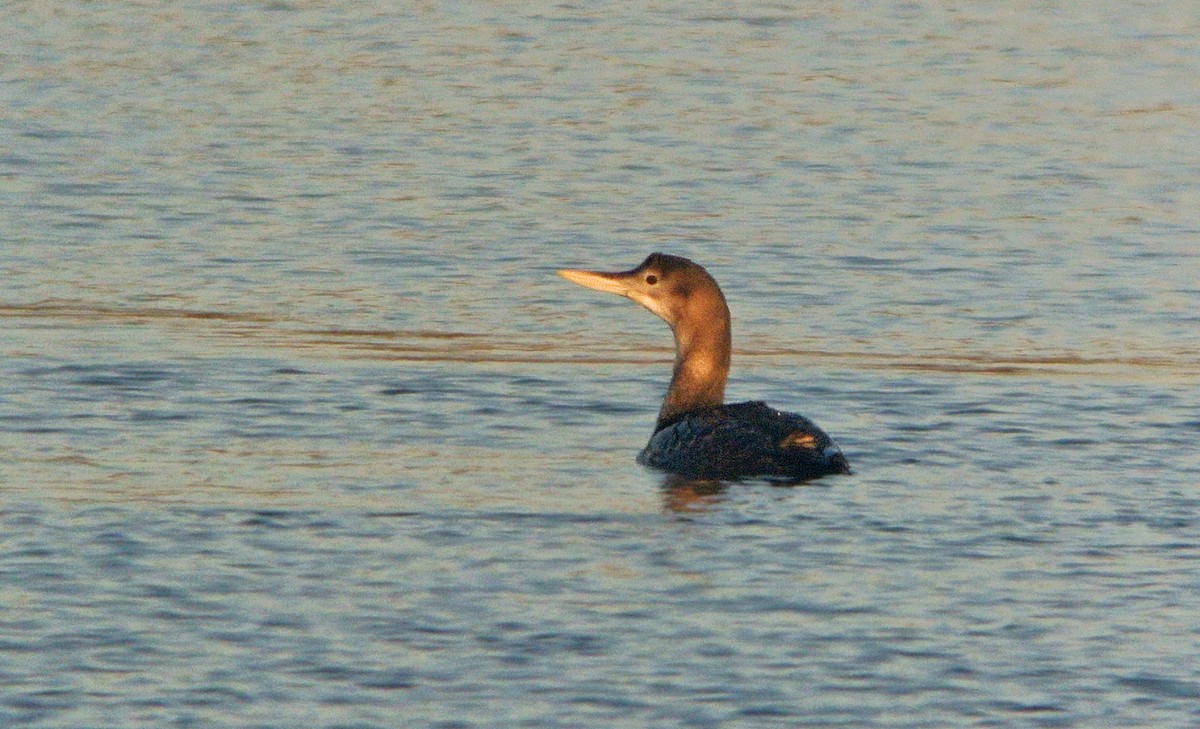 Yellow-billed Loon - Douglas Kieser