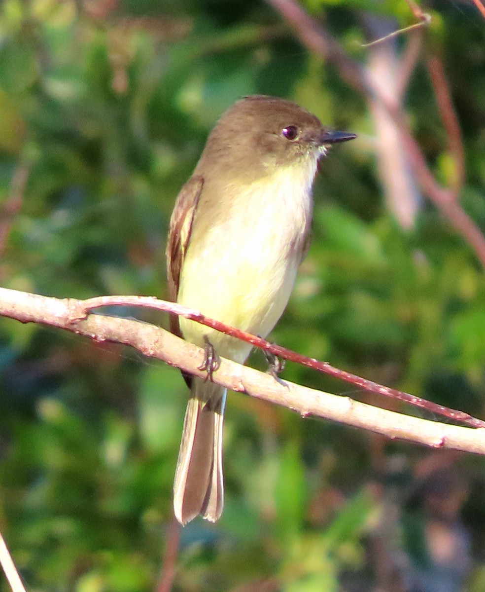 Eastern Phoebe - ML509720521