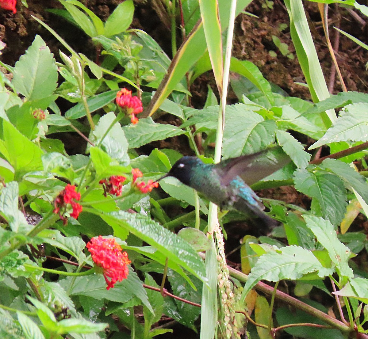 Violet-headed Hummingbird - Manuel Pérez R.