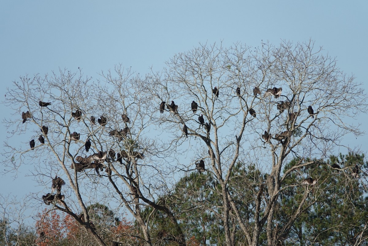 Turkey Vulture - ML509720831