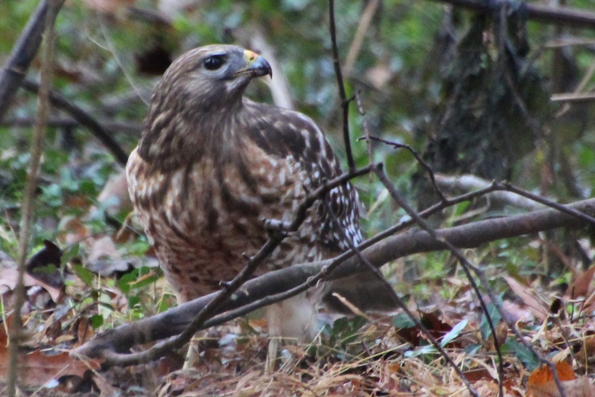 Red-shouldered Hawk - Betty Thomas