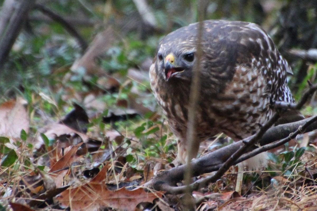 Red-shouldered Hawk - ML509720981