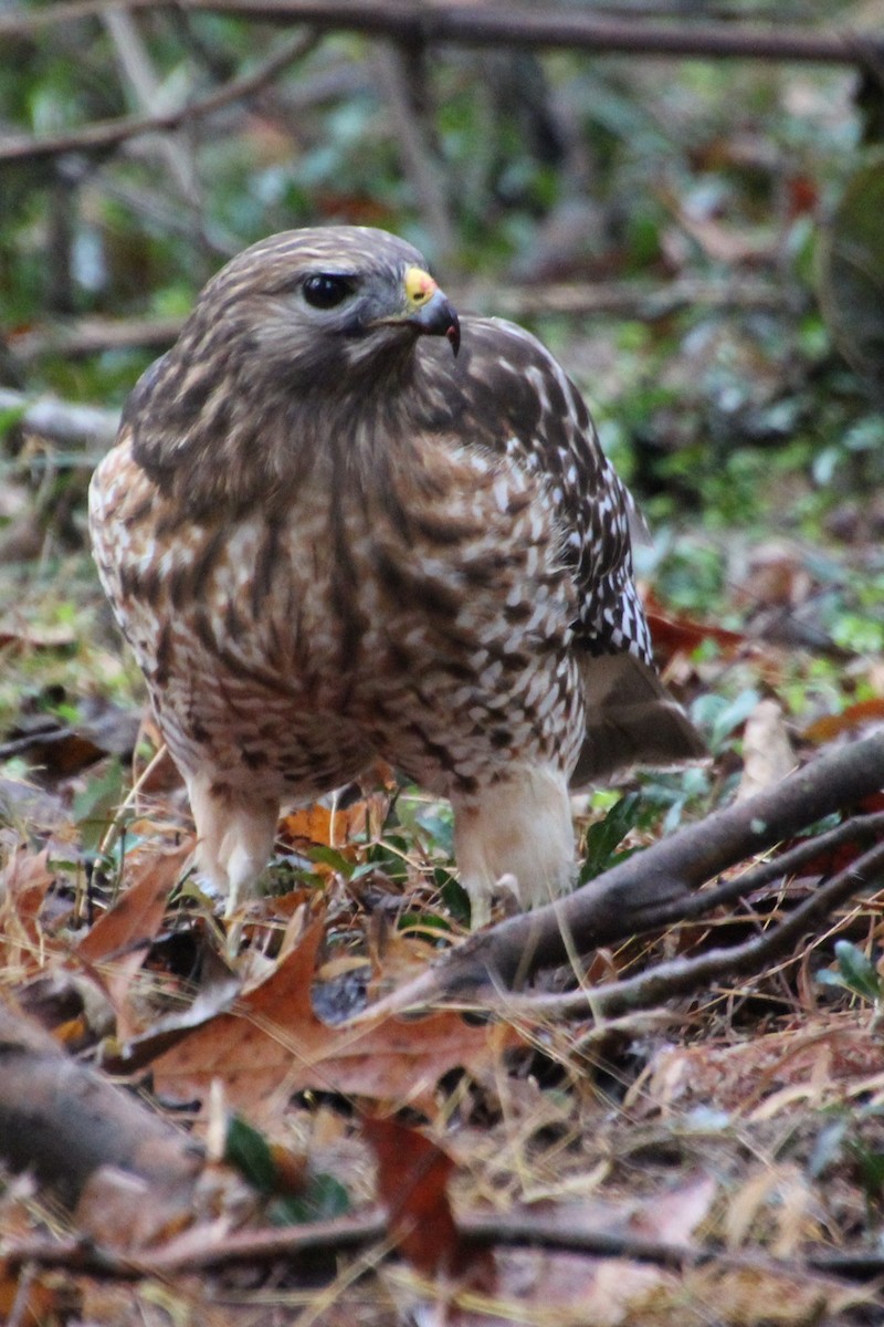 Red-shouldered Hawk - ML509721021