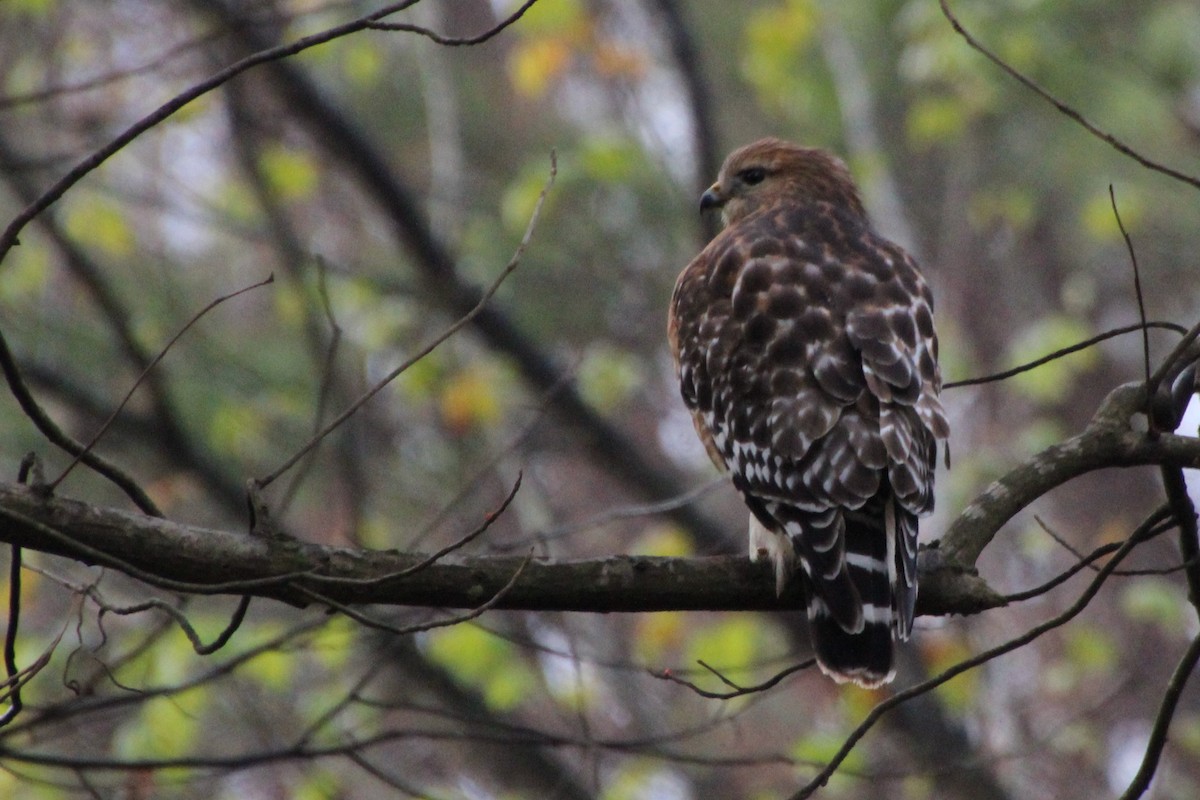 Red-shouldered Hawk - ML509721031