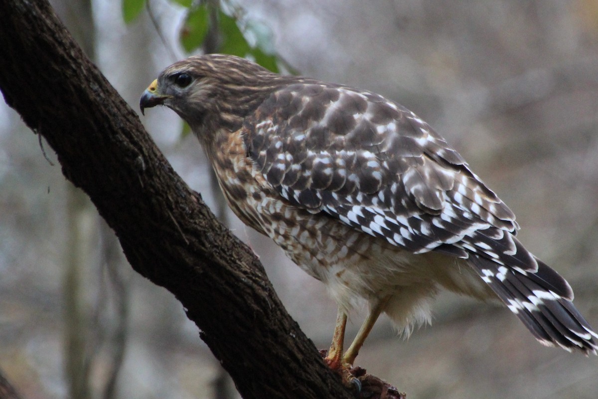 Red-shouldered Hawk - ML509721051