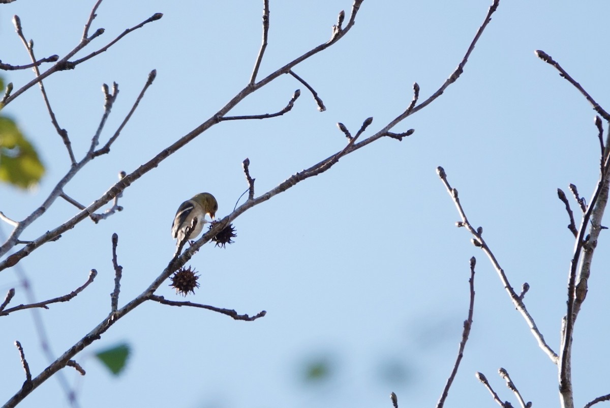 American Goldfinch - ML509721071