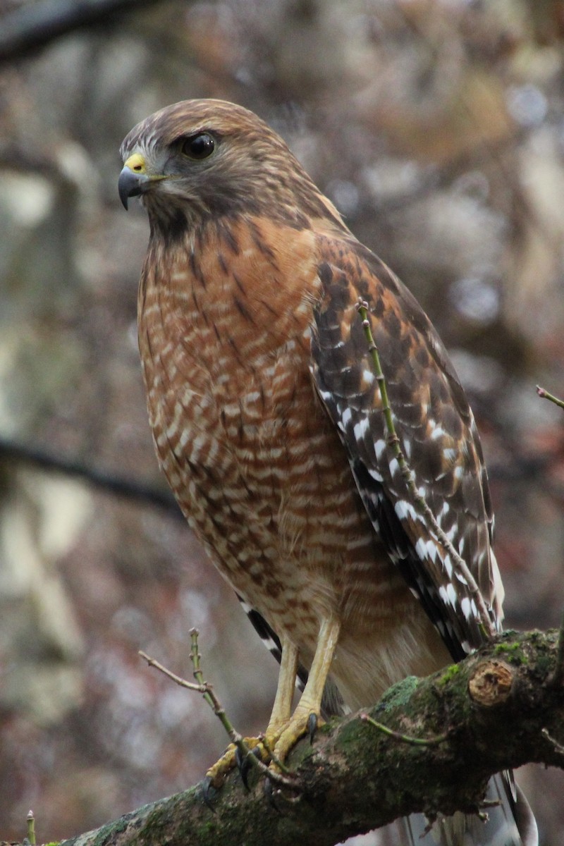 Red-shouldered Hawk - ML509721101