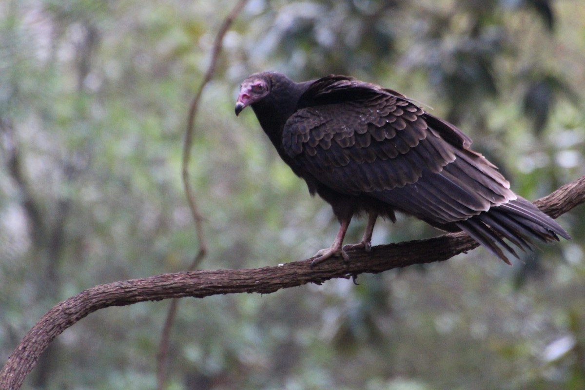 Turkey Vulture - Betty Thomas