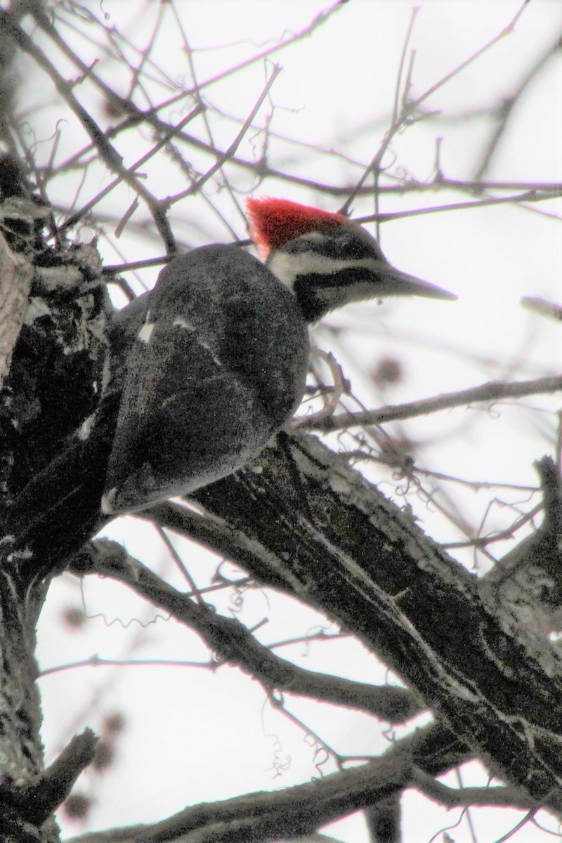 Pileated Woodpecker - ML509721631