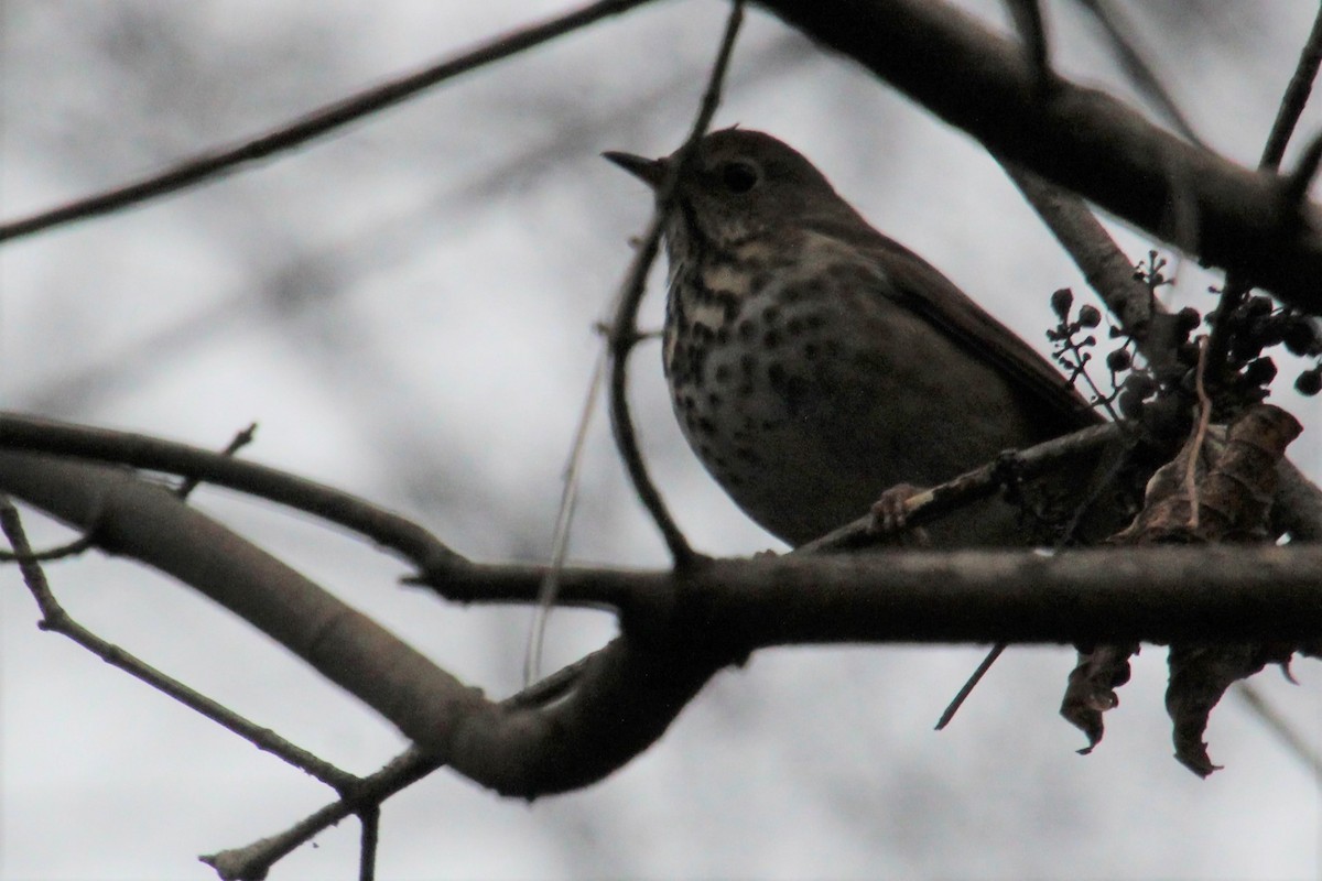 Hermit Thrush - ML509722071