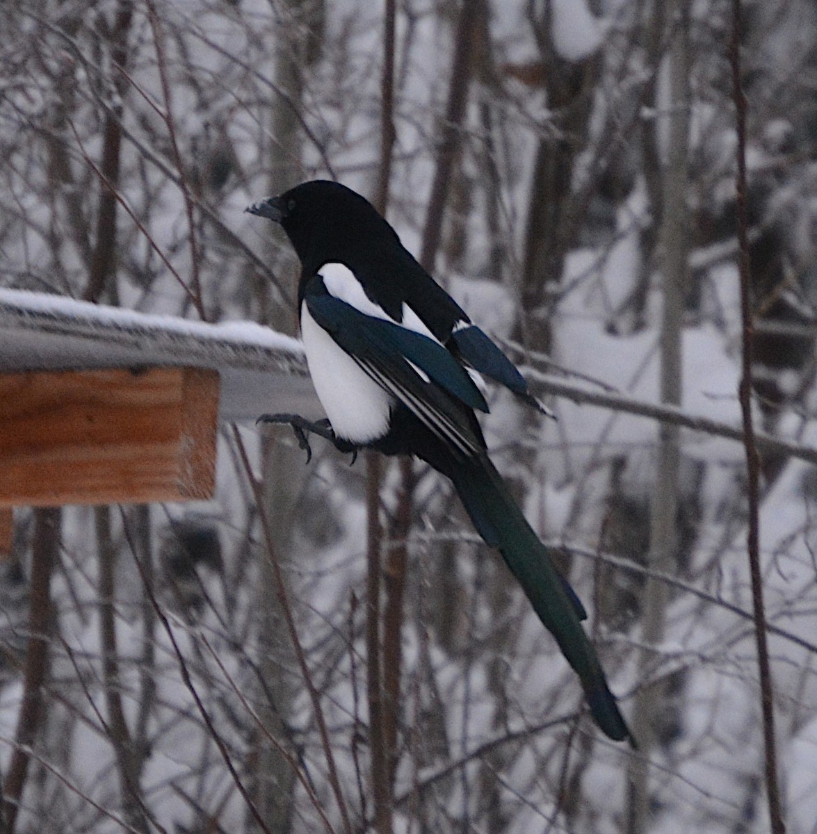 Black-billed Magpie - ML509722681