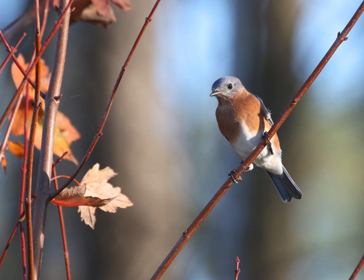 Eastern Bluebird (Eastern) - ML509723671