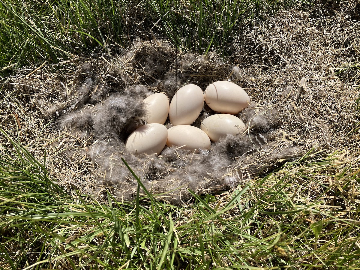 Upland Goose - ML509724871