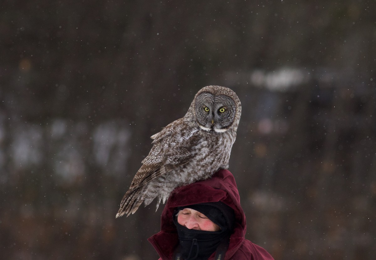 Great Gray Owl (American) - ML50973011