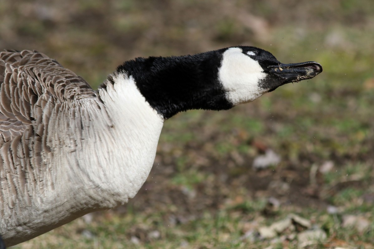 Canada Goose - Jay McGowan