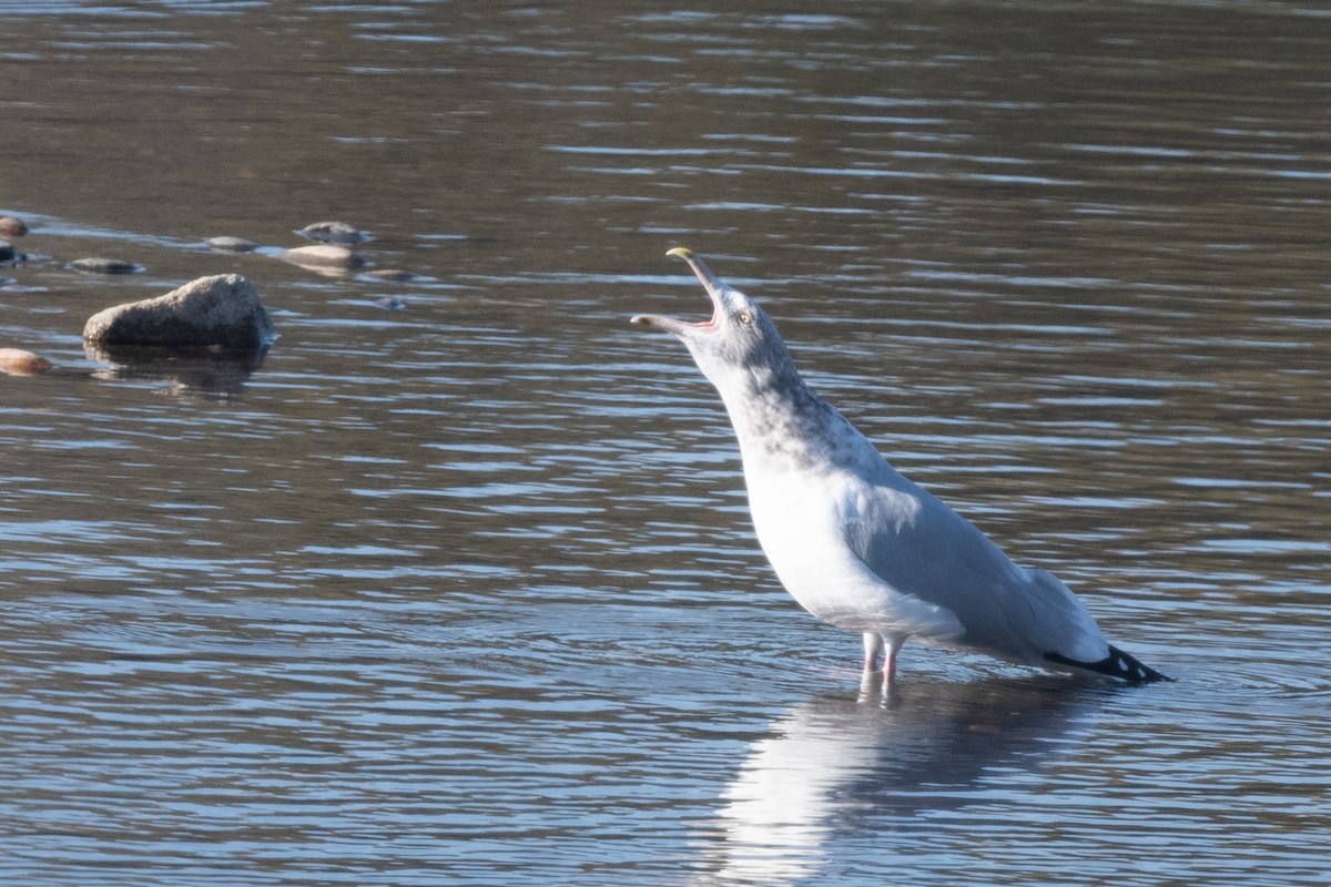 Herring Gull - Liz West