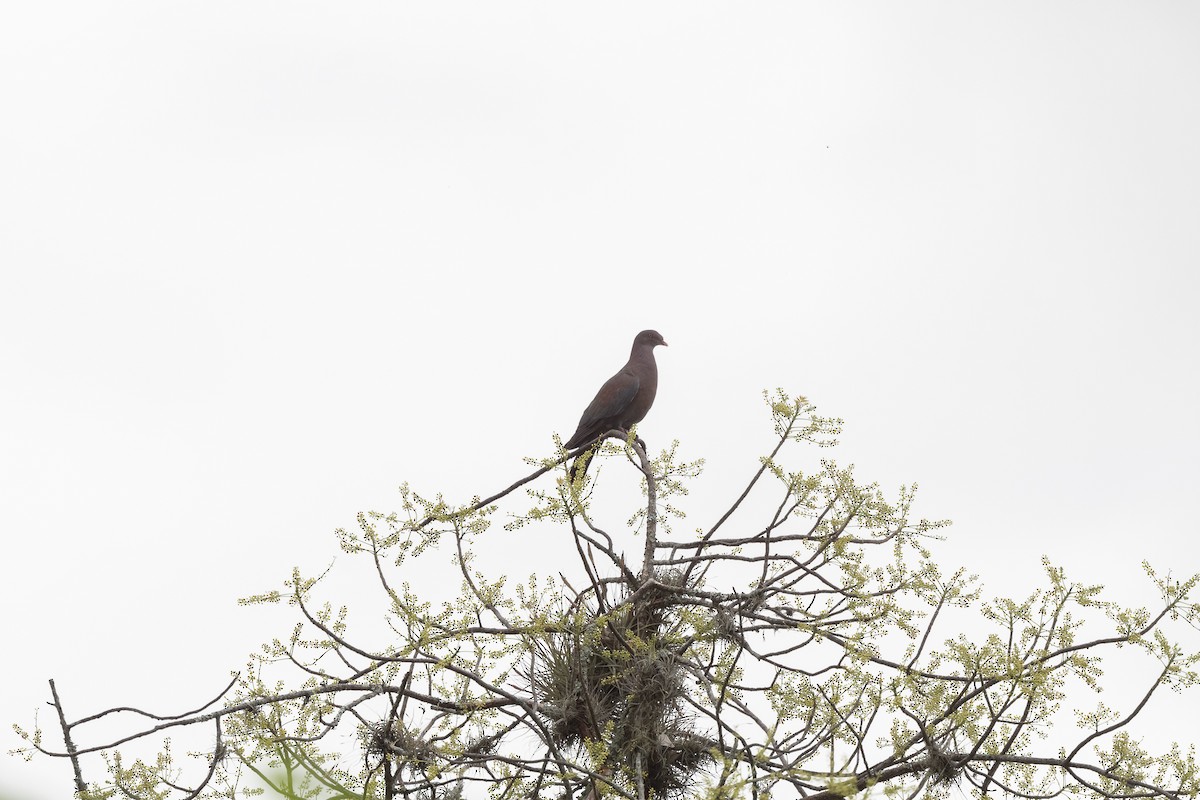 Pigeon à bec rouge - ML509731751