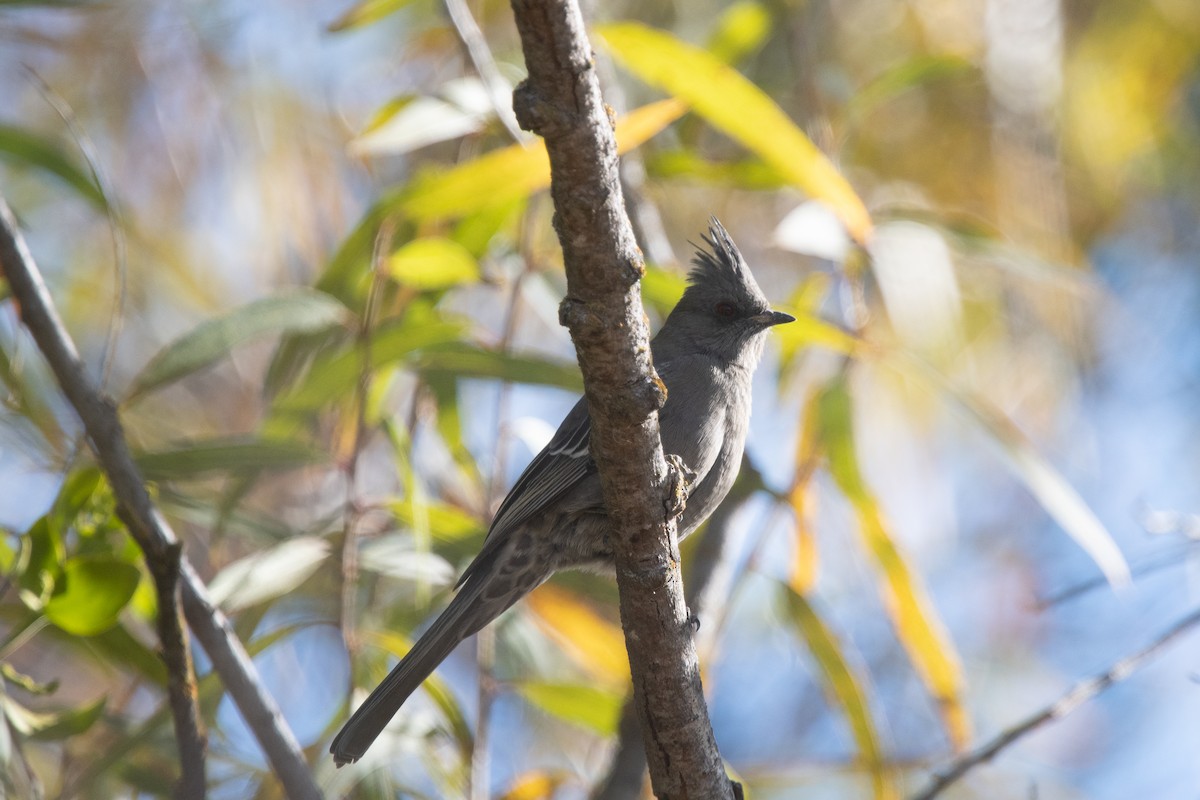 Kara Faynopepla - ML509731831