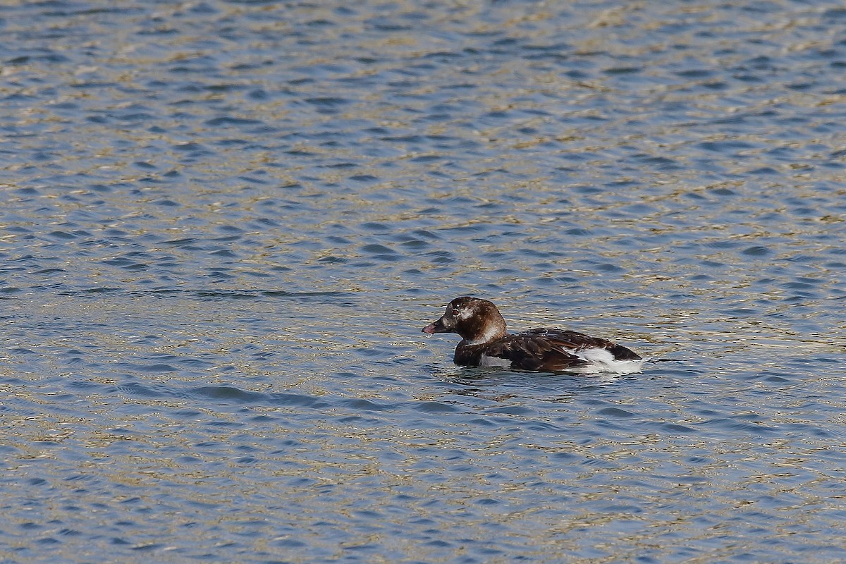 Long-tailed Duck - ML509732721