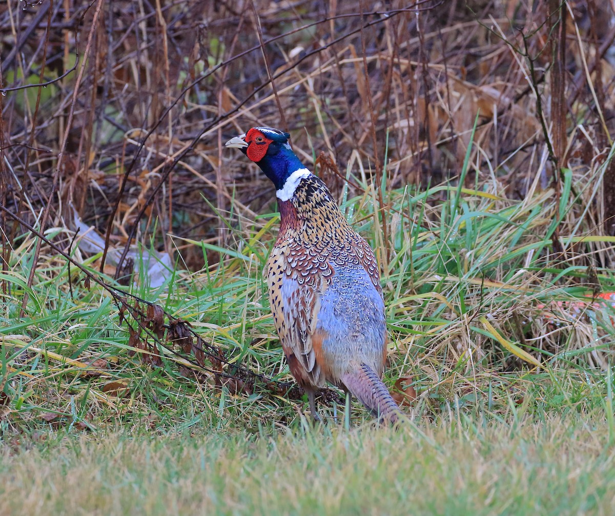 פסיון מצוי - ML509732731