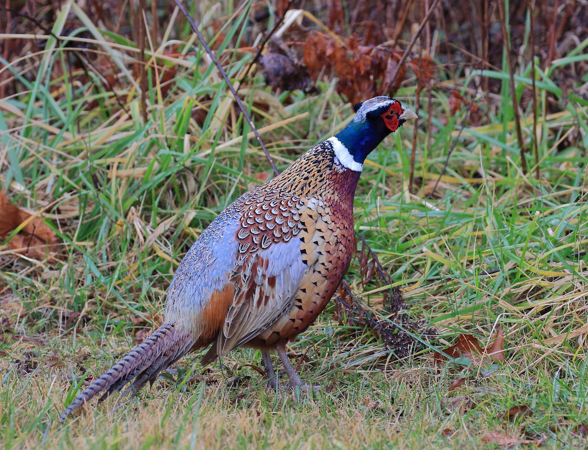 פסיון מצוי - ML509732741