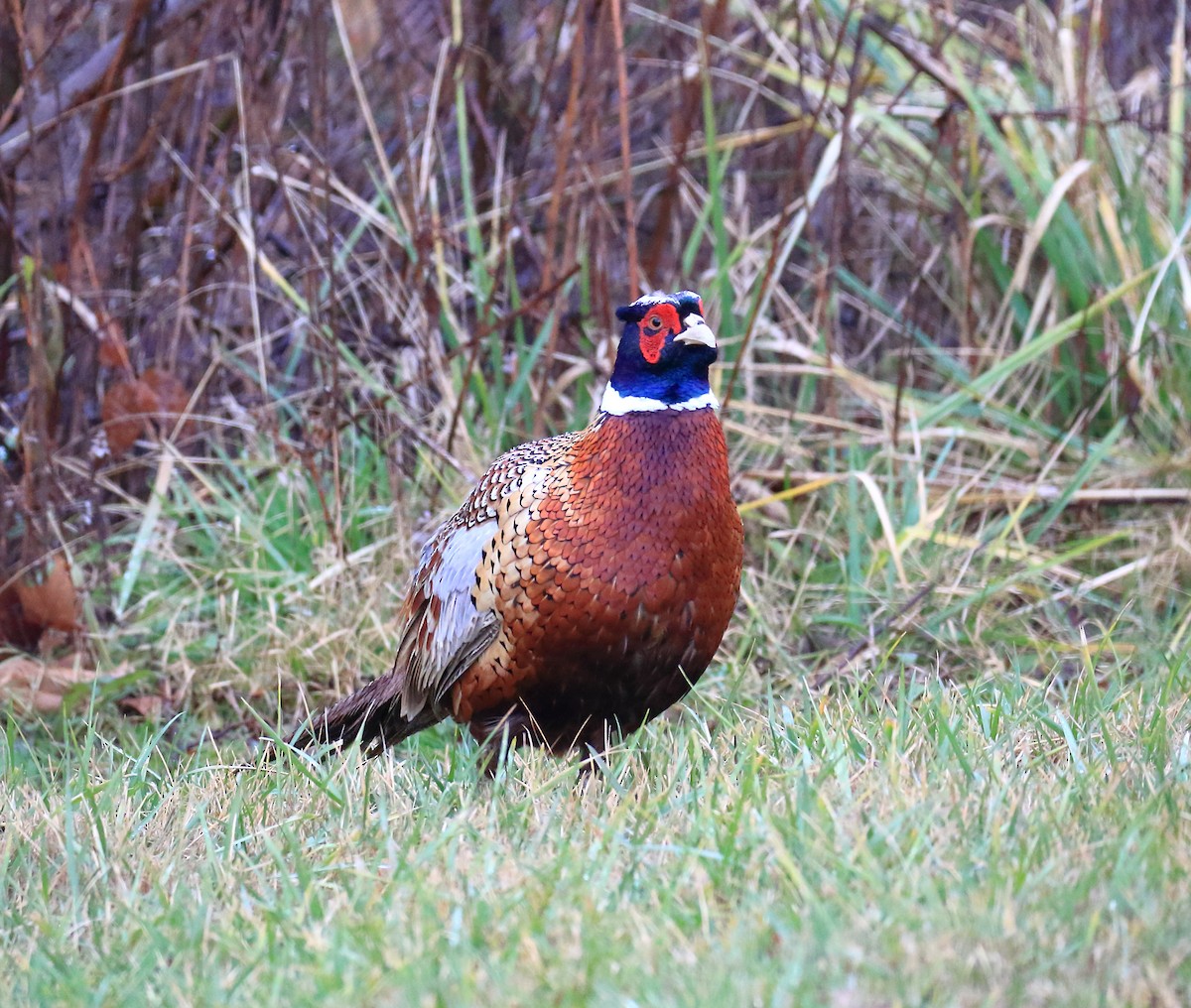 פסיון מצוי - ML509733011