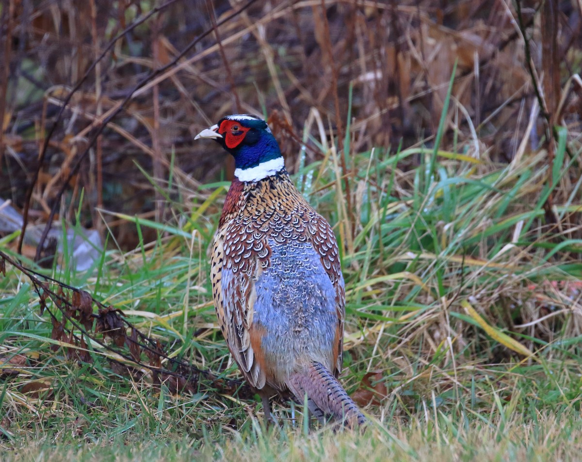 פסיון מצוי - ML509733021