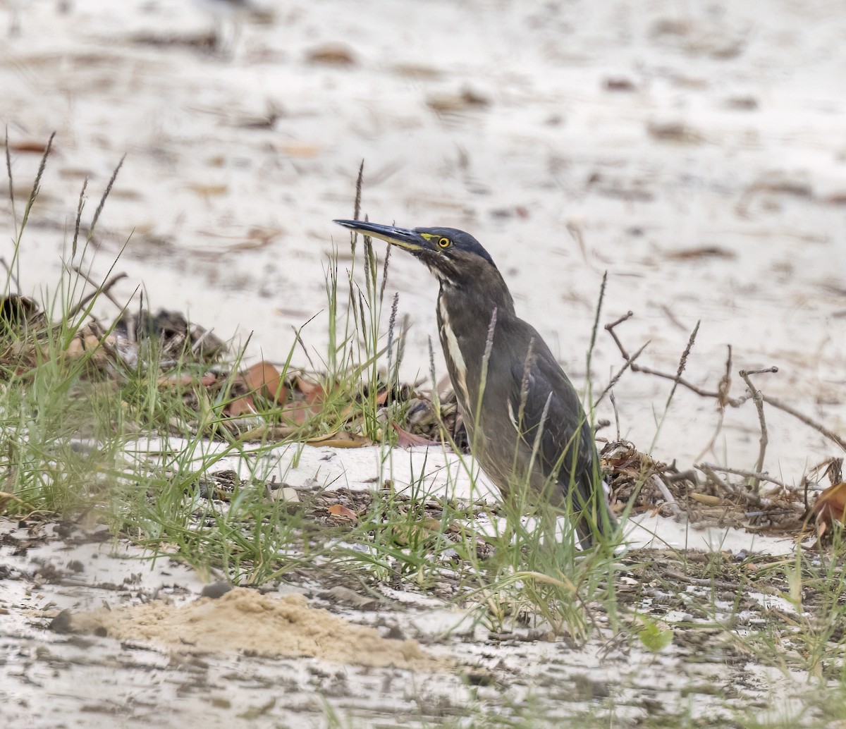 Striated Heron - ML509733711