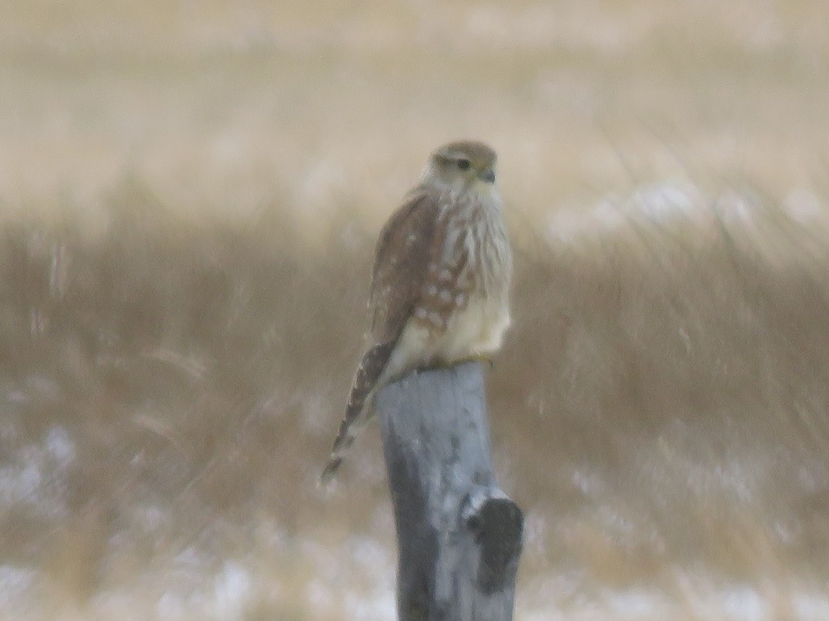 Merlin (Prairie) - Bryant Olsen