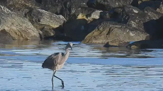 Reddish Egret - ML509734751
