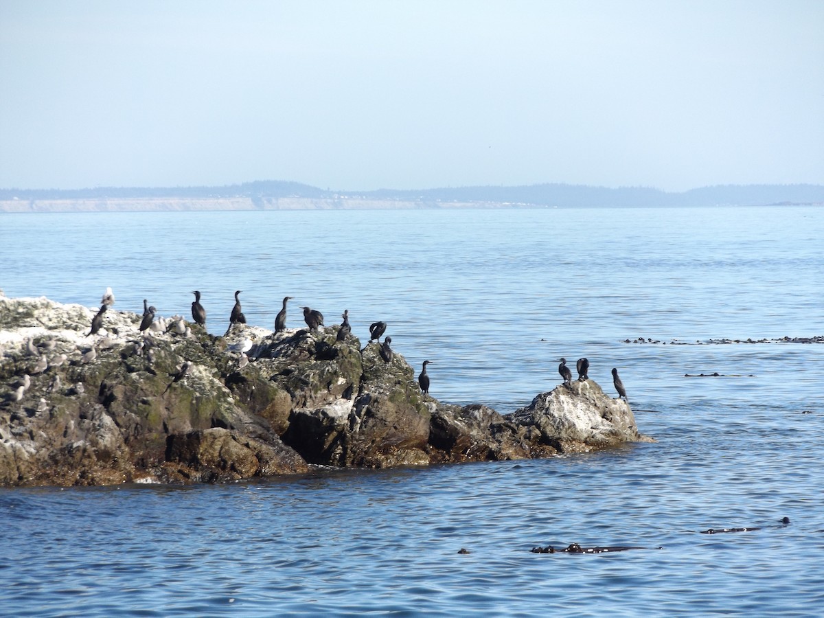 Brandt's Cormorant - ML509735481