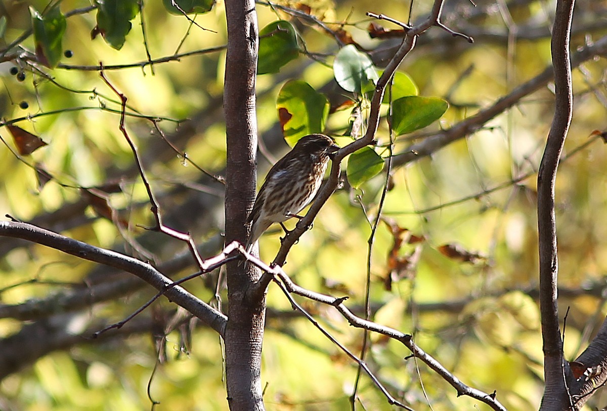 Purple Finch - ML509738111