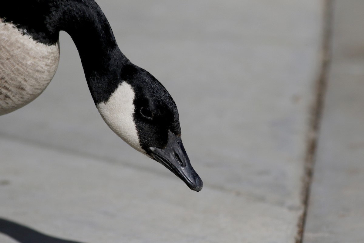 Canada Goose - Jay McGowan