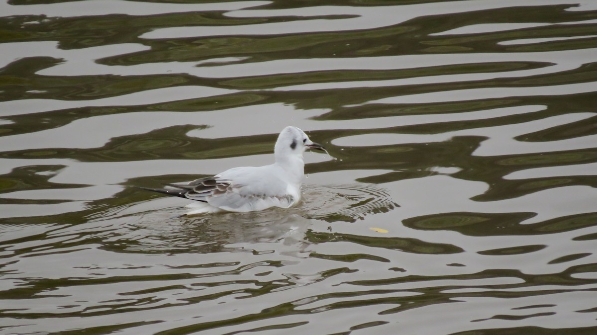 Mouette de Bonaparte - ML509739151