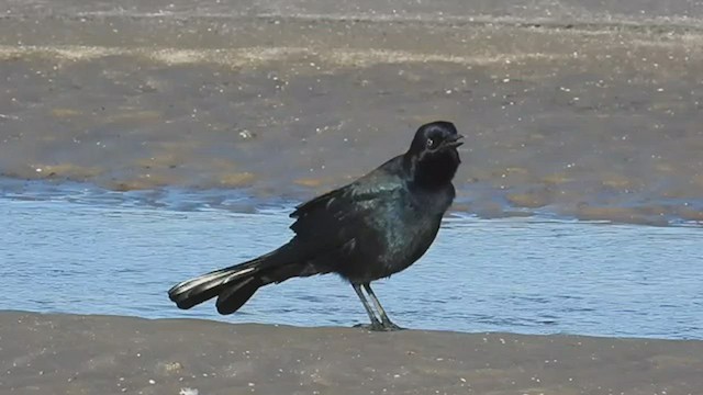 Boat-tailed Grackle - ML509741331