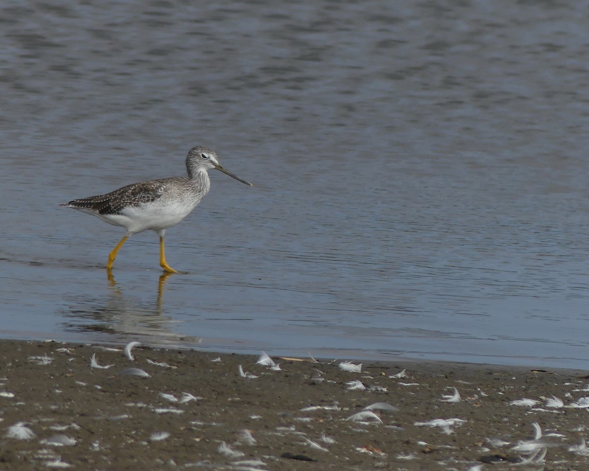 Greater Yellowlegs - joaquin vial