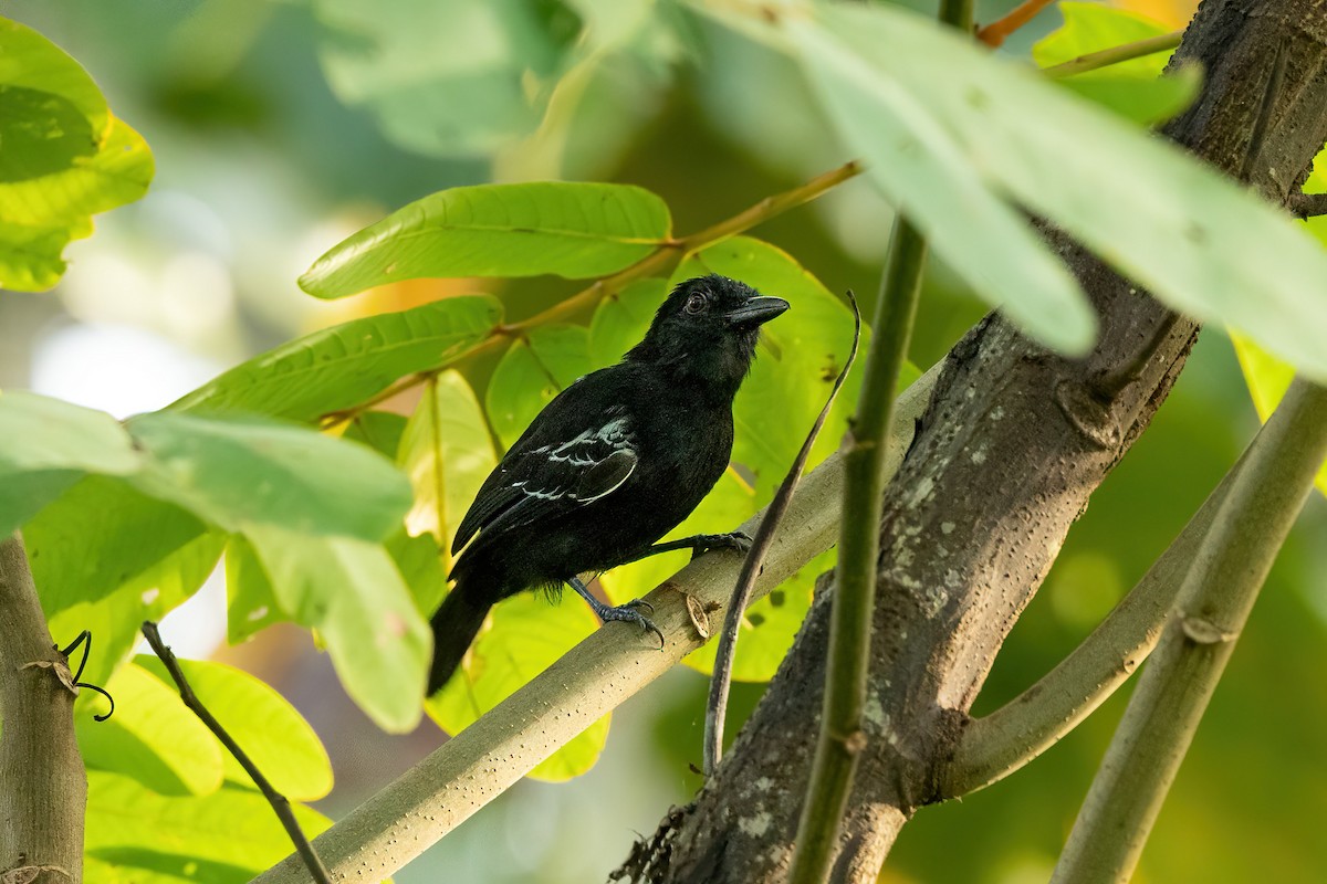 Castelnau's Antshrike - Thibaud Aronson