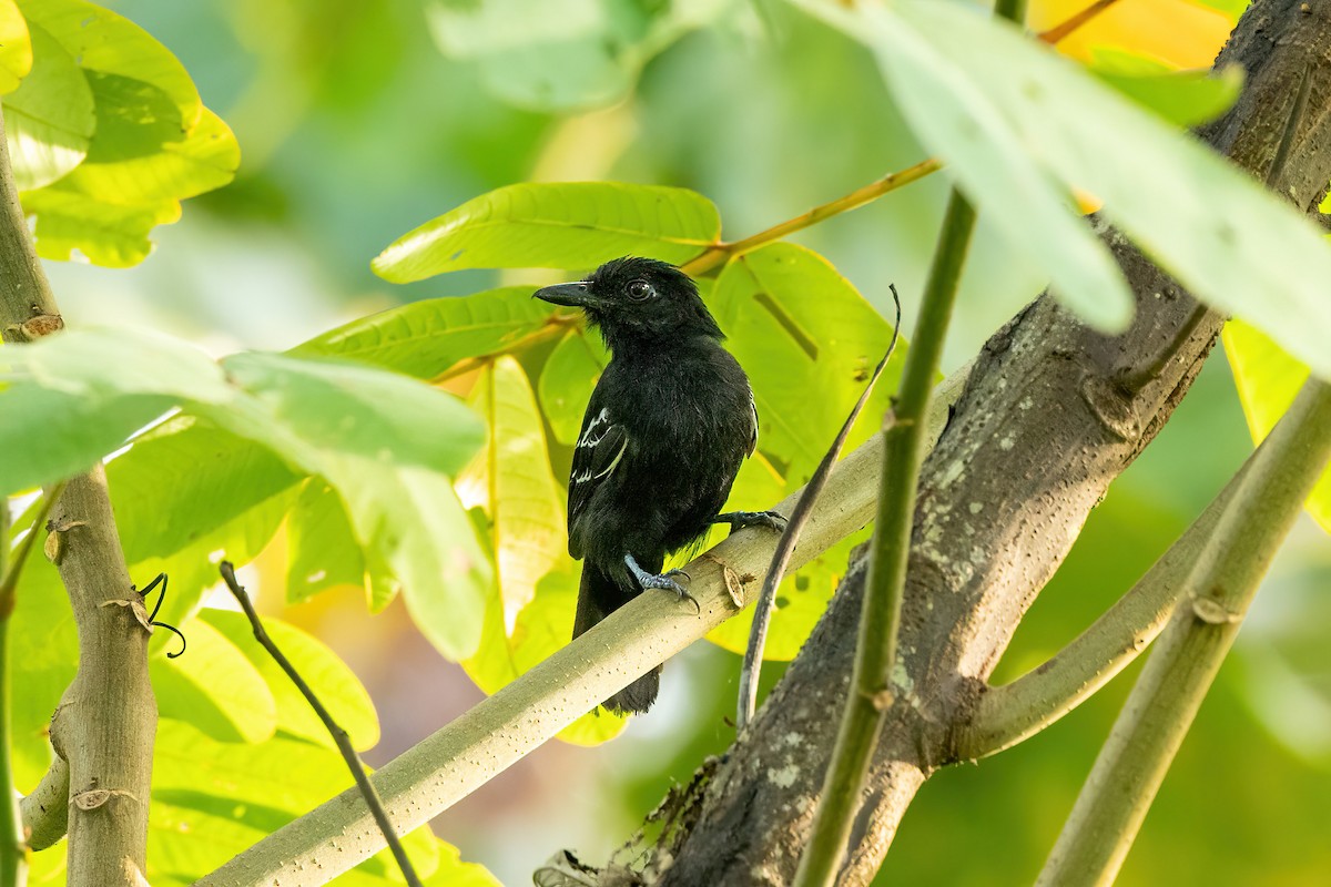 Castelnau's Antshrike - Thibaud Aronson