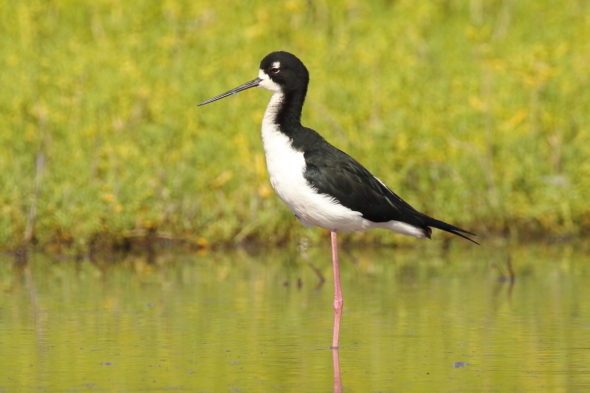 Cigüeñuela Cuellinegra (Hawaiana) - ML50974321