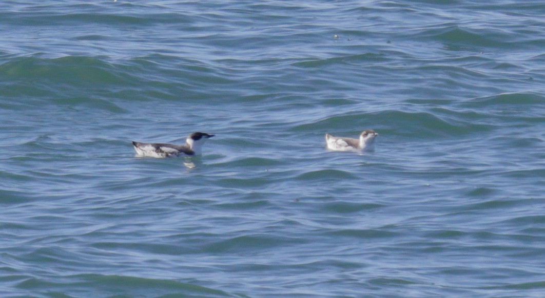 Marbled Murrelet - ML509743631