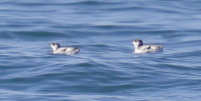 Marbled Murrelet - ML509743791