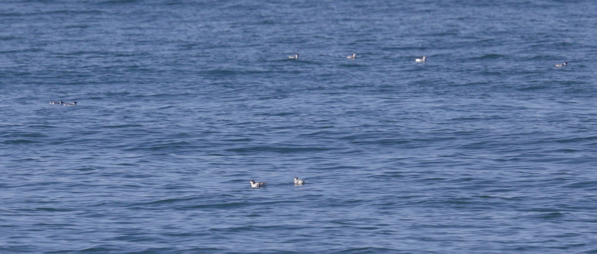 Marbled Murrelet - ML509743861